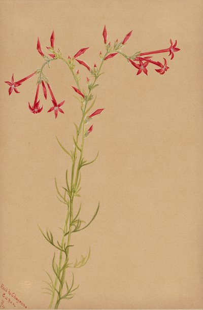 Unbetitelt - Blumenstudie, 1883 von Mary Vaux Walcott