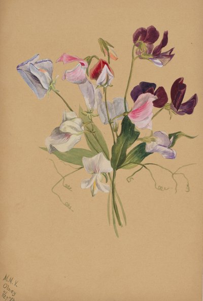 Ohne Titel – Blumenstudie von Mary Vaux Walcott