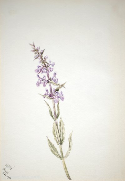 Ohne Titel - Blumenstudie, 1900 von Mary Vaux Walcott
