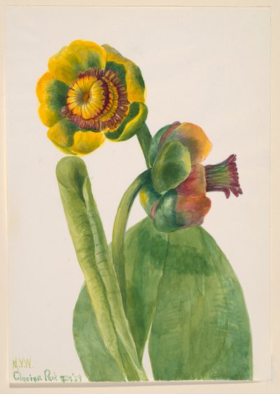 Ohne Titel--Blumenstudie, 1939 von Mary Vaux Walcott