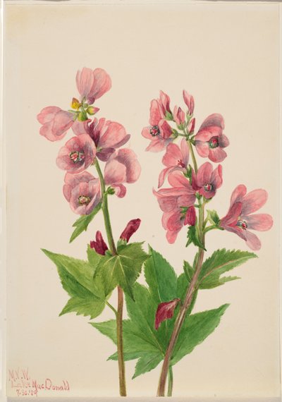 Ohne Titel - Blumenstudie von Mary Vaux Walcott