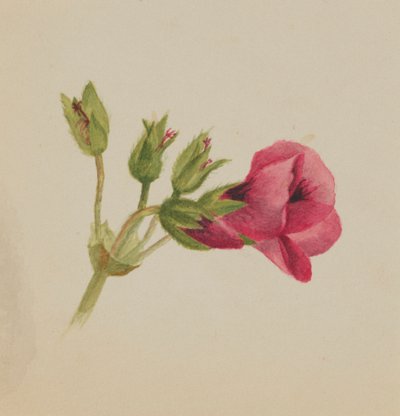 Ohne Titel - Blumenstudie, ca. 1876 von Mary Vaux Walcott