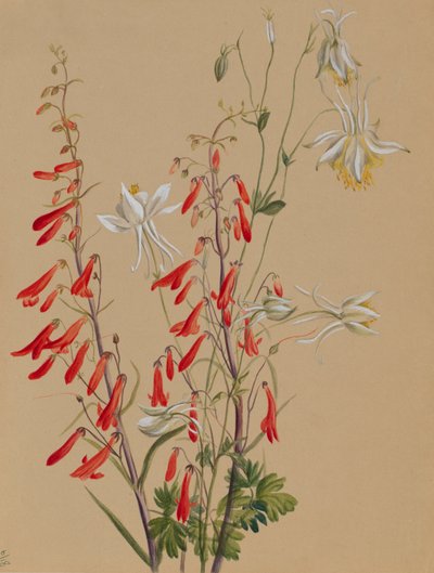 Ohne Titel - Blumenstudie, ca. 1883-1900 von Mary Vaux Walcott