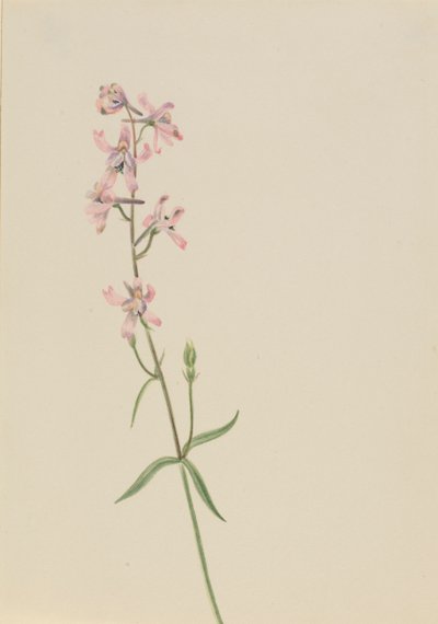 Ohne Titel--Blumenstudie, ca. 1900-1930 von Mary Vaux Walcott
