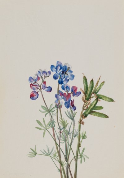 Ohne Titel - Blumenstudie von Mary Vaux Walcott