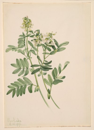 Ohne Titel - Pflanzenstudie von Mary Vaux Walcott