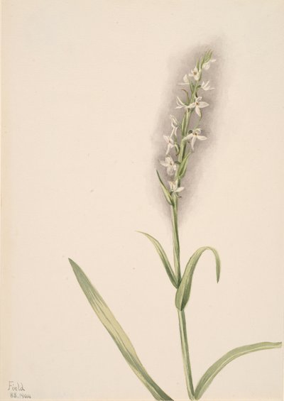 Ohne Titel - Pflanzenstudie, 1904 von Mary Vaux Walcott