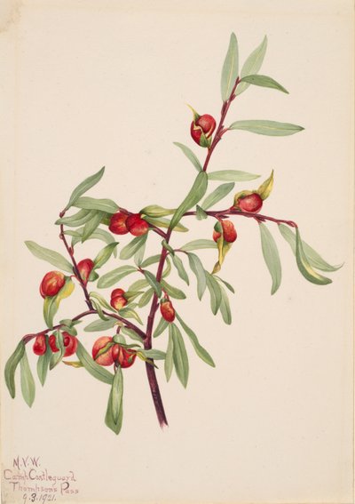 Ohne Titel - Pflanzenstudie, 1921 von Mary Vaux Walcott