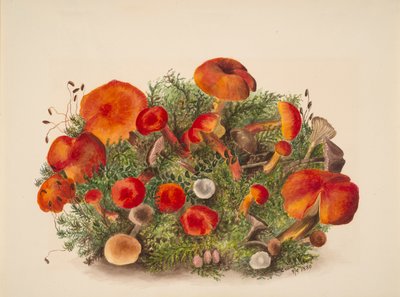 Ohne Titel - Studie von Pilzen, 1880 von Mary Vaux Walcott