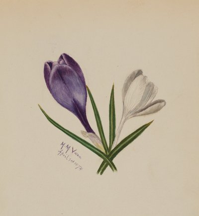Ohne Titel (Krokusse) von Mary Vaux Walcott