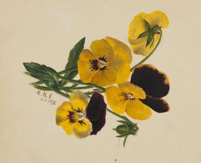 Ohne Titel (Stiefmütterchen) von Mary Vaux Walcott
