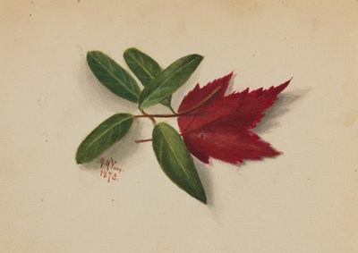 Ohne Titel von Mary Vaux Walcott