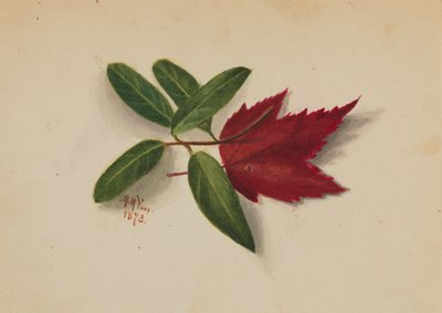 Ohne Titel, 1873 von Mary Vaux Walcott