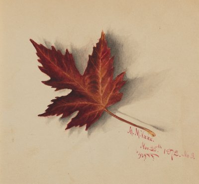 Unbetiteltes Herbstblatt, 1872 von Mary Vaux Walcott
