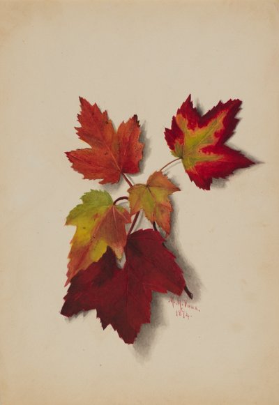 Ohne Titel Herbstblätter, 1874 von Mary Vaux Walcott