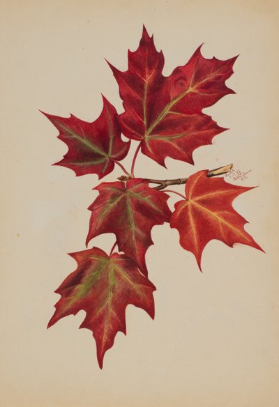 Ohne Titel Herbstblätter, 1877 von Mary Vaux Walcott