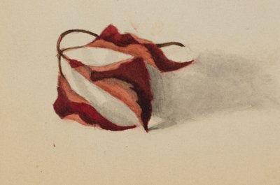 Unbetitelt, gekräuselte Herbstblätter, 1872 von Mary Vaux Walcott