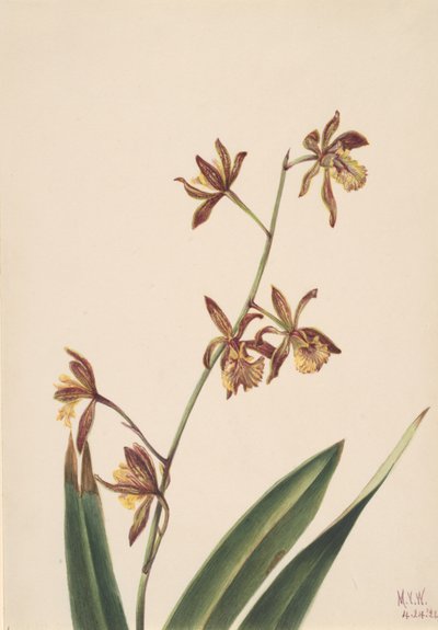 Unbetitelte Blumenstudie, 1924 von Mary Vaux Walcott