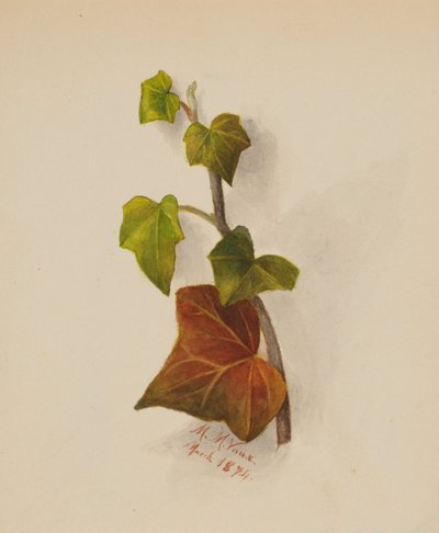 Ohne Titel Efeu von Mary Vaux Walcott