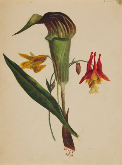 Ohne Titel Jack in the Pulpit, 1876 von Mary Vaux Walcott