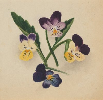 Unbetitelte Stiefmütterchen, 1874 von Mary Vaux Walcott
