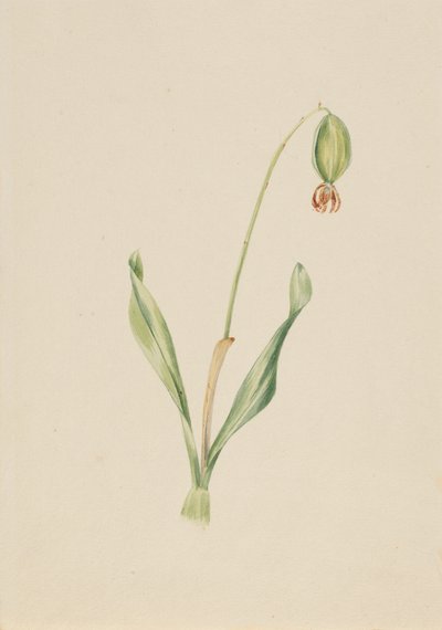 Unbetitelte Pflanzenstudie, ca. frühe 1930er Jahre von Mary Vaux Walcott