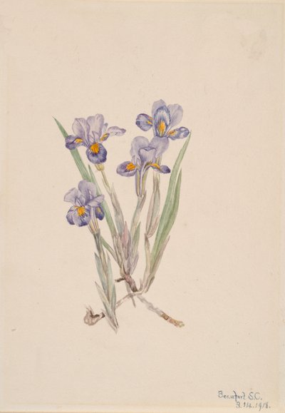 Frühlings-Iris Iris verna, 1918 von Mary Vaux Walcott