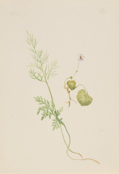 Sumpfveilchen von Mary Vaux Walcott