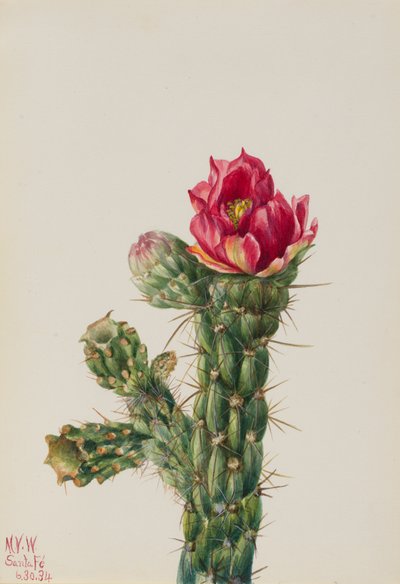 Wandelstock-Cholla (Opuntia imbricata), 1934 von Mary Vaux Walcott
