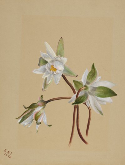 Seerosen (Castalia odorata) von Mary Vaux Walcott