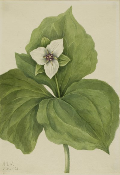 Wachstrillium Trillium album, 1921 von Mary Vaux Walcott