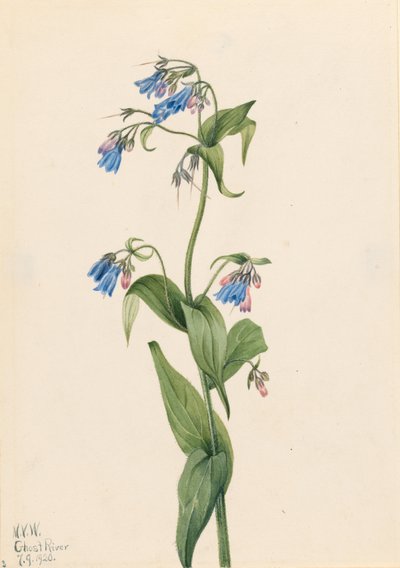 Westliche Glockenblumen (Mertensia paniculata) von Mary Vaux Walcott