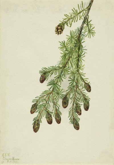 Westliche Hemlocktanne von Mary Vaux Walcott