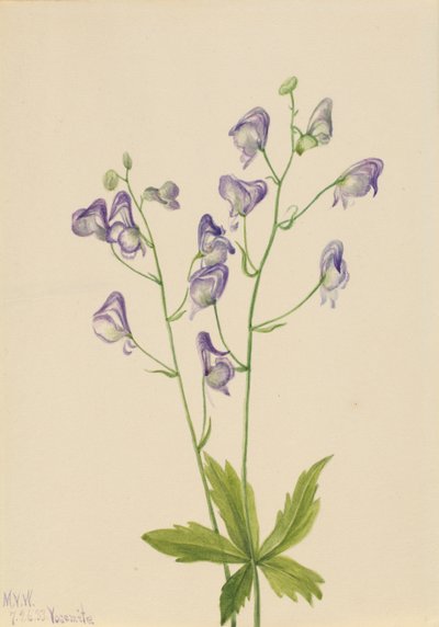 Westlicher Eisenhut Aconitum columbianum, 1933 von Mary Vaux Walcott