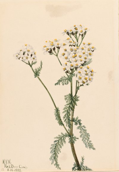 Westliche Schafgarbe (Achillea lanulosa) von Mary Vaux Walcott