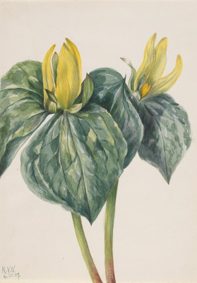 Peitschenwindenblume (Trillium hugeri) von Mary Vaux Walcott