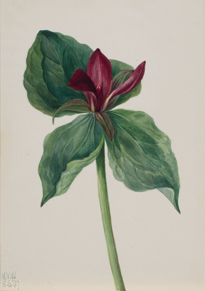 Whippoorwill Blume Trillium H., 1937 von Mary Vaux Walcott