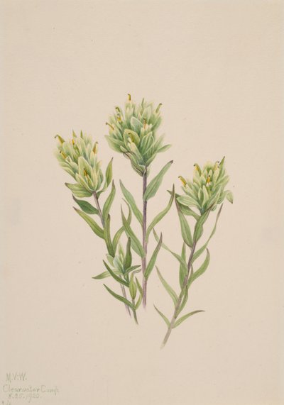 Weiße Indianer-Pinselblume Castilleja occidentalis von Mary Vaux Walcott