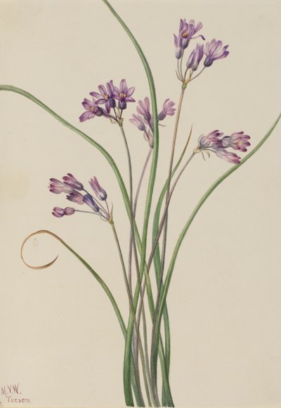 Wilde Hyazinthe (Brodiaea pulchella) von Mary Vaux Walcott