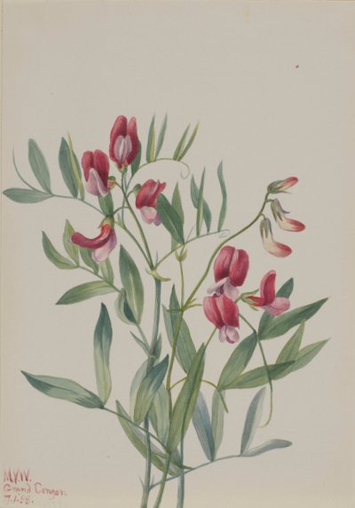 Wilde Erbse Lathyrus decaphyllus, 1938 von Mary Vaux Walcott