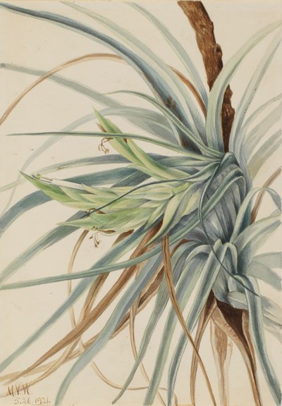 Wilde Ananas Tillandsia fasciculata, 1921 von Mary Vaux Walcott