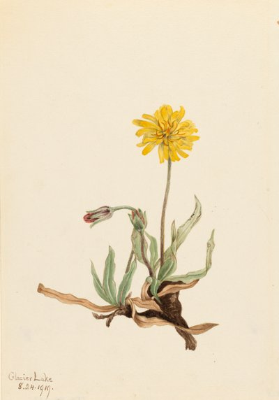 Wollige Agoseris Agoseris villosa, 1919 von Mary Vaux Walcott