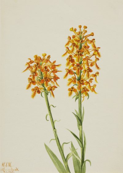 Gelbe Fransenorchidee Habenaria ciliaris, 1926 von Mary Vaux Walcott