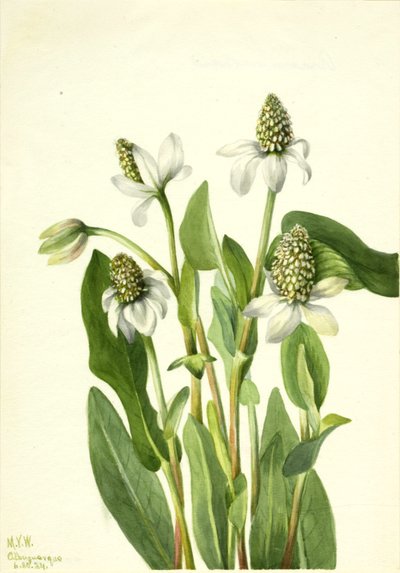 Yerba Mansa (Anemopsis californica), 1934 von Mary Vaux Walcott