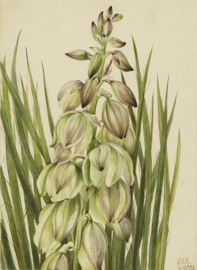 Yucca (Yucca baileyi) von Mary Vaux Walcott