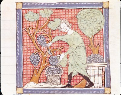 Fol.59r September: Die Ernte von Matfre Ermengaut