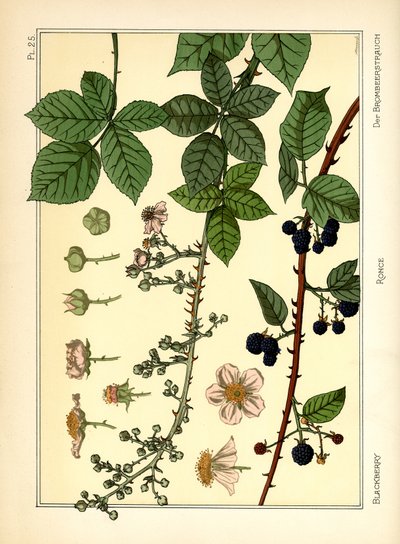 Der Brombeerstrauch von Maurice Pillard Verneuil