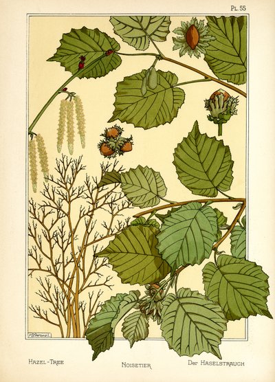 Der Haselbaum von Maurice Pillard Verneuil