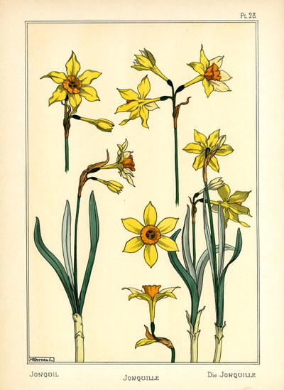 Die Narzisse von Maurice Pillard Verneuil