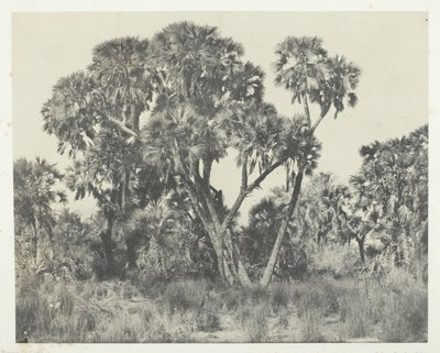 Palmiers Doums, Oberägypten, 1849-51, gedruckt 1852 von Maxime Du Camp